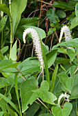 Lizard's Tail (Saururus cernuus) flowers