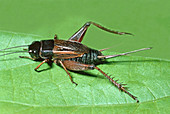 Field Cricket