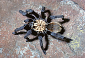 Desert Tarantula