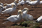 Gannets Nape-Biting