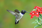 Black chinned hummingbird