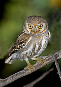 Elf Owl