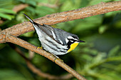 Yellow-throated Warbler