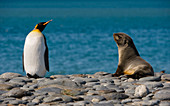 King Penguin and Fur Seal