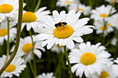 Bee Atop Daisy