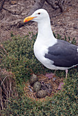 Gull Protecting Eggs