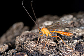 Male Ichneumon Wasp