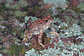 Red-spotted Toad