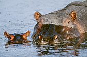 Hippopotamus with young