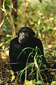 Chimpanzee