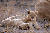 African Lion cubs (Panthera leo)