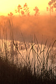 Everglades at Sunrise
