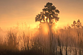 Everglades at Sunrise