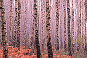 Autumn woods in Sweden