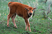 American Bison calf (Bison bison)