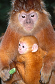 Javan langur with young