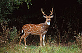Axis Deer or Chital