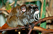 Emperor Tamarin with Young