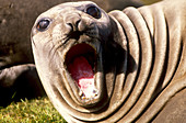 Southern Elephant Seal