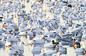 Flock of Snow Geese at rest