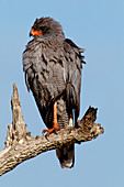 Dark Chanting Goshawk