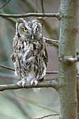 Eastern Screech Owl