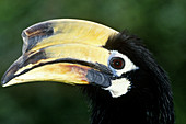 Malabar Pied Hornbill