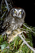 Boreal Owl (Aegolius funereus) with prey