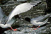 Swallow-Tailed Gulls