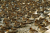 Northern Pintail Ducks