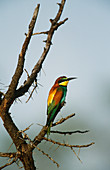 European Bee-Eater