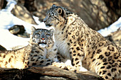 Snow Leopards (Panthera uncia)