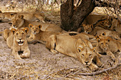 African Lion (Panthera leo)