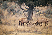 Elk or Wapiti