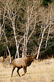 Elk or Wapiti
