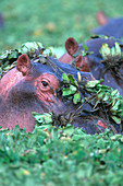 Hippopotamus