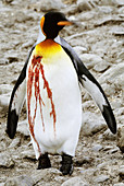 King Penguin with injury