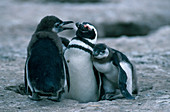 Magellanic Penguin with young