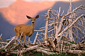 Blacktail or Mule Deer