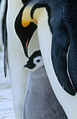 Emperor Penguin chick with adult