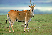 Eland (Tragelaphus oryx)