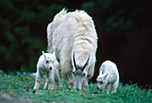 Mountain Goat adult and kids grazing