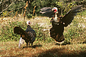 Wild Turkeys fighting