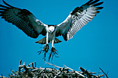 Osprey Building Nest