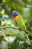 Rainbow Lorikeet