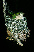 Calliope Hummingbird in Nest