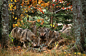 Gray Wolves at Kill
