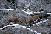 Ibexes Sparring