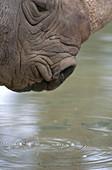 Black Rhinoceros Drinking