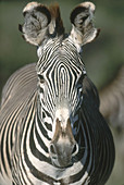 Grevy's Zebra